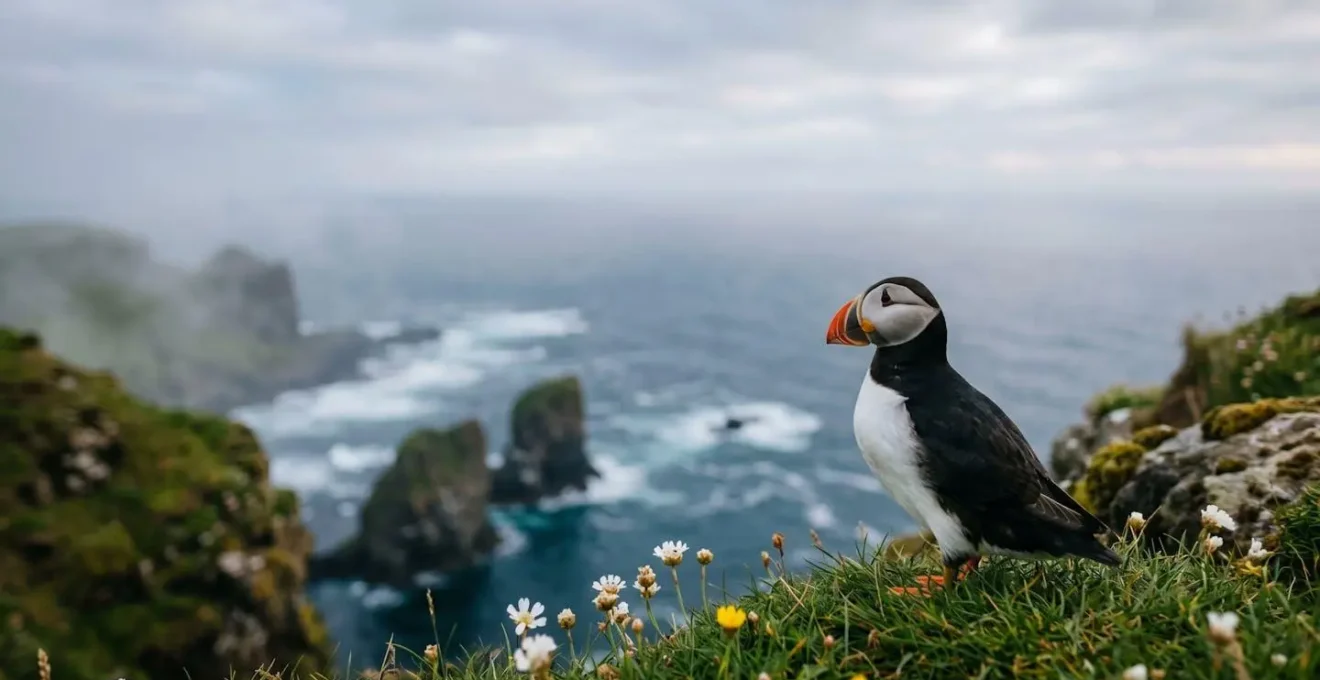 Macareux moine perché sur une falaise herbeuse en Islande avec son bec coloré caractéristique