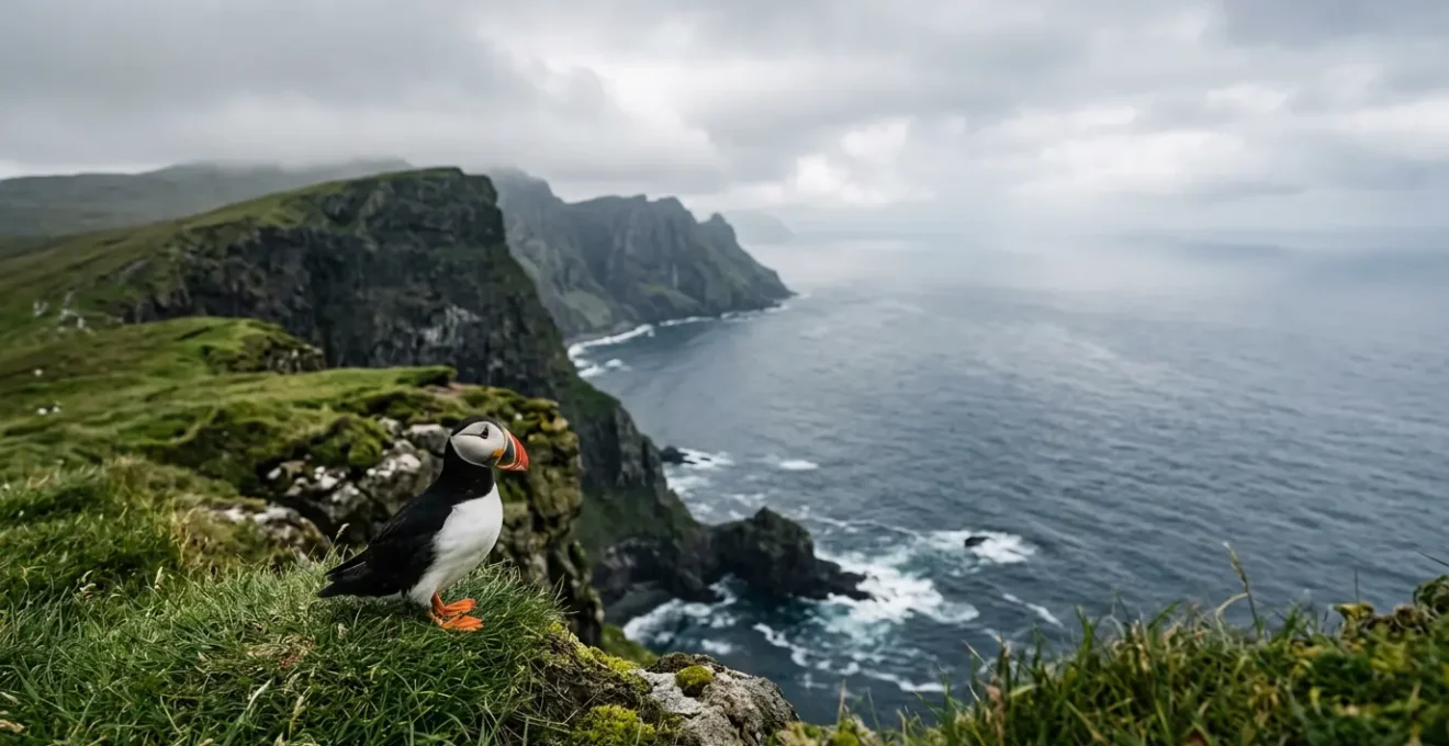 Macareux moine sur une falaise herbeuse avec vue sur l'océan Atlantique en arrière-plan