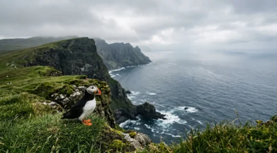 Macareux moine sur une falaise herbeuse avec vue sur l'océan Atlantique en arrière-plan