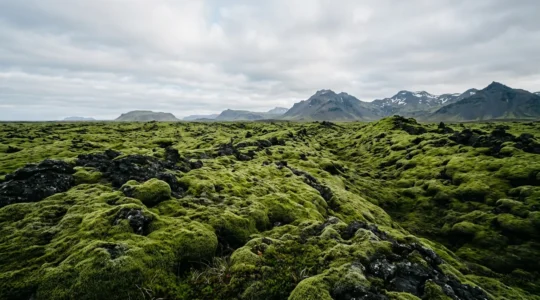 Tapis de mousse volcanique verte recouvrant un champ de lave noire en Islande